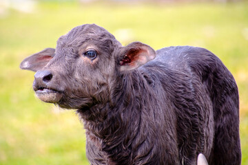 Fototapeta premium Domestic water buffalo in the Reserve in a national park