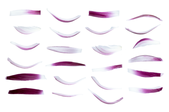Red sliced onion, isolated on white background. With clipping path. Full depth of field. Focus stacking