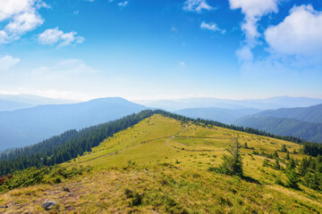 green nature environment of trascarpathia. beautiful scenery in mountains of chornohora ridge in summer. landscape with spruce forest on the hill on a sunny day