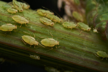 Many green newborn insects on plant stem.