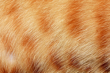 Orange cat hair, full frame orange fur, for the background.