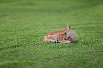 cute baby deer sleeping in the grass