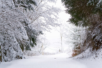 The road among the forest during a strong snow storm. scandinavia winter landscape