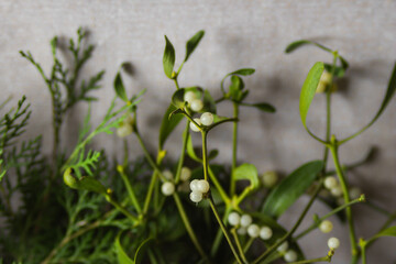 Mistletoe plant or Viscum album with white berries and fresh conifer tree branches for making winter Christmas decor.