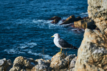 동해바다의 갈매기