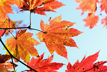 Close up autumn leaes around Lake Yunoko