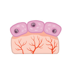 Cell of human organism. Skin system.
