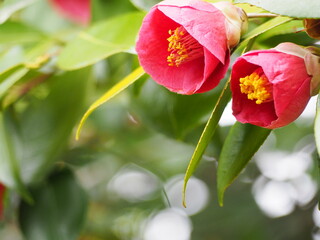 赤い花　椿