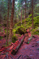Fototapeta premium Cover page with magical enchanted fairytale forest with fern, moss, lichen and sandstone rocks at the hiking trail Swedish Holes in the national park Saxon Switzerland near Dresden, Saxony, Germany.