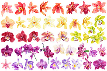 Orchid flowers set, tropical plants, flora watercolor illustration, botanical painting, hand drawing.