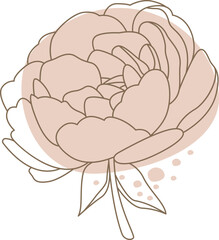 Peony flowers in line art style Contemporary floral design