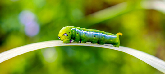 Bright green butterfly caterpillar with big eyes.The big green caterpillar in nature