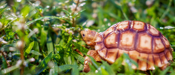 Close up of Sulcata tortoise or African spurred tortoise classified as a large tortoise in nature,...