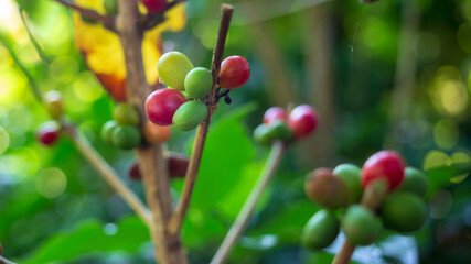Obraz premium Close-up of red coffee beans ripening, fresh coffee, red berry branch, agriculture on coffee tree