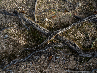 imagen de raíces visibles por encima del suelo