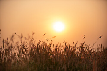sunrise over the grass. Misty morning in summer, beautiful wild nature