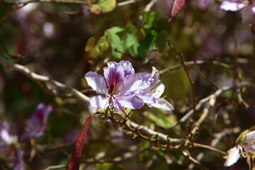 Summer flowers in a city park in Israel.
