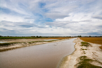 Swamp in the Morahalom Buffalo Reserve in Autumn