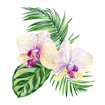 Orchids flowers painted in watercolor on an isolated white background, botanical illustration, tropical flowers