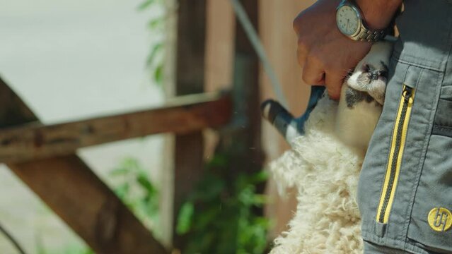 Close Up Of Farmer Sheering Sheep Outside With Clippers