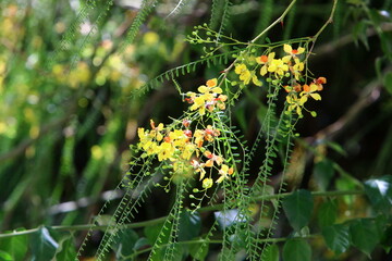 Summer flowers in a city park in Israel.