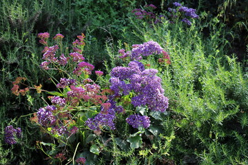 Obraz premium Summer flowers in a city park in Israel.