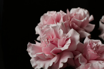 Pink roses on a dark background, French variety