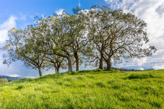 Arbres au sommet d&rsquo;une colline 