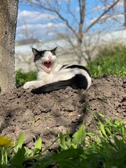 yawning black and white cat under a tree