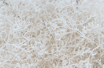 Close-up of snow-covered shrub branches. White tree branches under frost on a frosty day, like a spider web and a frosty three-dimensional pattern.