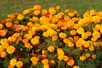 Summer flowers in a city park in Israel.