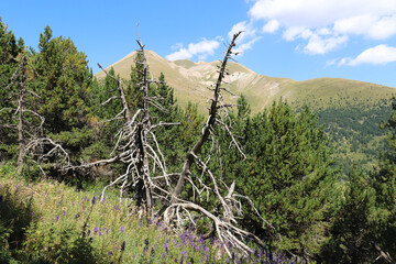 Paisaje de alta montaña en verano