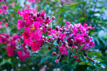 Flores rosas en primavera