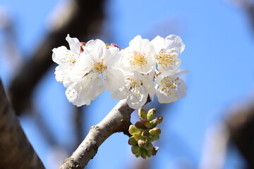 Flores blanca floreciendo en la rama de un árbol - obrazy, fototapety, plakaty