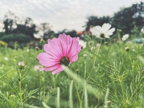 Beautiful Of Pink Cosmos Flowers