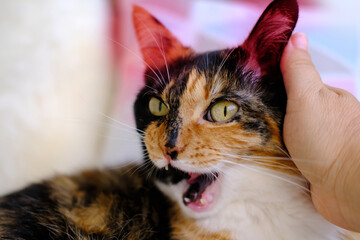 ear mite, closeup female hands gently stroking adult domestic tortoiseshell, chimera cat, concept,...
