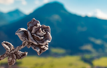 Details of a beautiful stone rose at the famous Jochpass-Kanzel, Bad Hindelang, Allgaeu, Bavaria, Germany