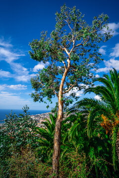 A variety of colorful flora on the island of Madeira.