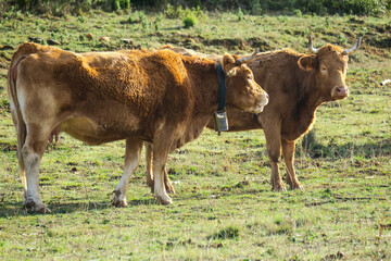Vacas descansando en las monta&ntilde;as de Luesia Espa&ntilde;a