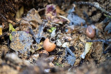 adding food waste to a compost pile. egg shell, vegetable, and fruit scraps turning a compost in a home garden
