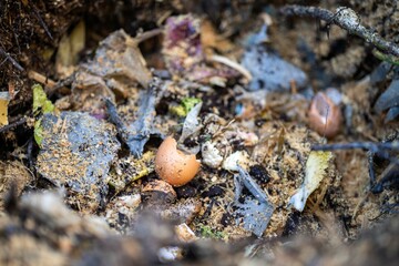 adding food waste to a compost pile. egg shell, vegetable, and fruit scraps turning a compost in a home garden