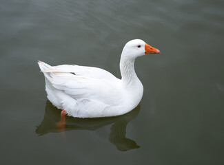 pato blanco en lago tranquilo