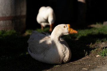White goose sits near the house, pinching the green grass on a sunny summer day. Agriculture and poultry breeding. Rural view. Feast of Saint Martin