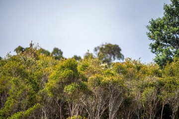 gumtree growing in a the bush in australia