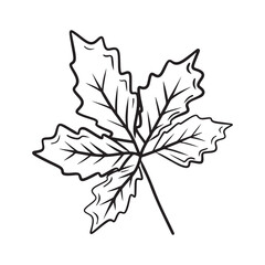 Beautiful chestnut, walnut, grape autumn leaf drawing isolated on white bavkground. Hand drawn vector sketch illustration in vintage simple doodle engraved style. Falling leaves, tree
