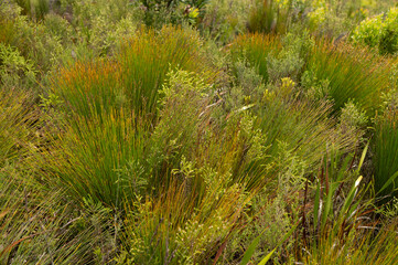 Close up shot of south african fynbos bush