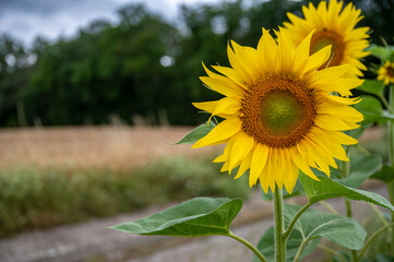 Beautiful blooming sunflower growing