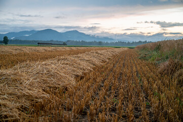 Low angle view of a sawn wheat field