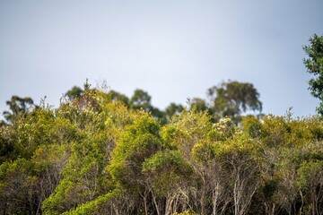 Fototapeta na wymiar gumtree growing in a the bush in australia