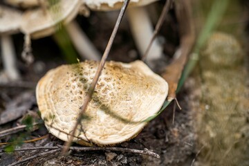 mushrooms in a forest. fungi in the bush